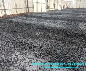 Than hoạt tính dạng viên